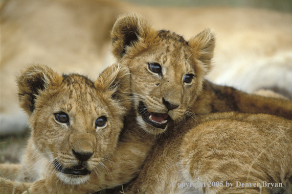 Lion cubs in habitat. Africa.