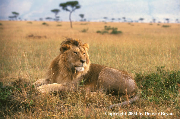 Male African lion in habitat. Africa