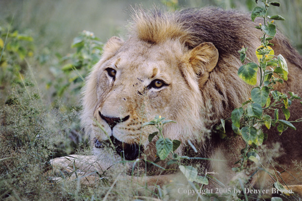 African lion in the bush.