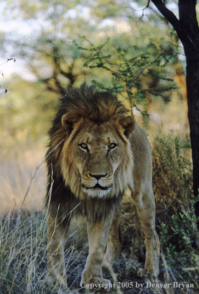 Male African lion.