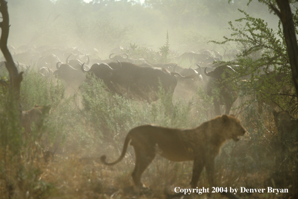 Female African lions hunting cape buffalo.