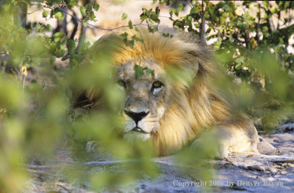 Male African lion in habitat.