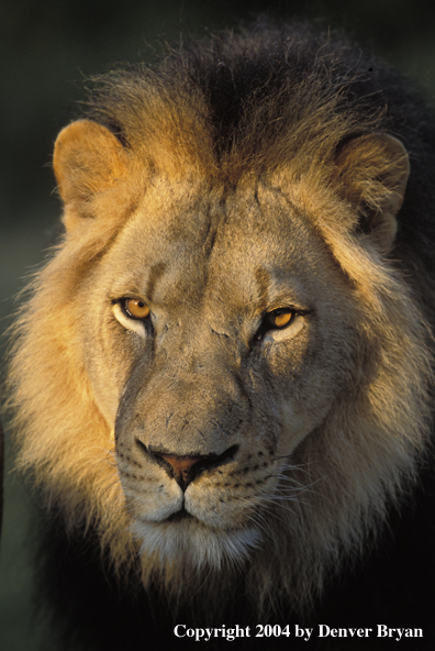 Male African lion in habitat. Africa