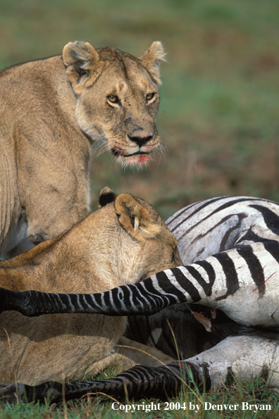 Female African lions feeding.  Africa