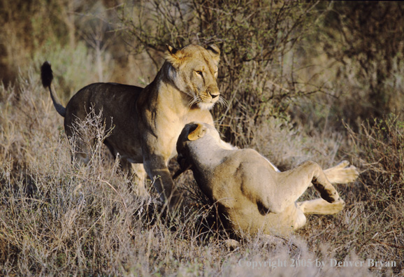 African lionesses fighting.