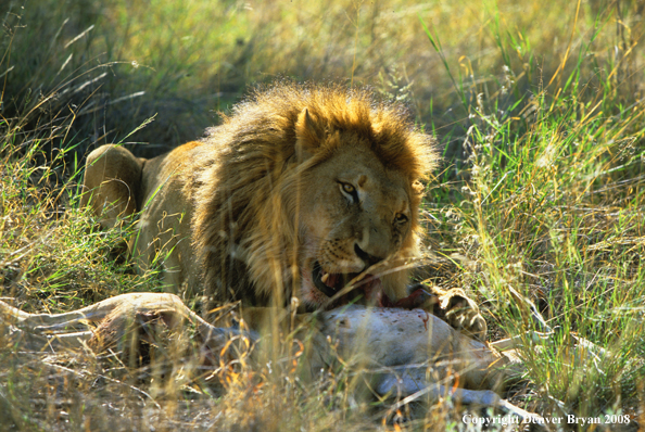 African lions eating kill