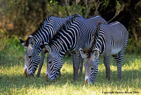 Grevy's Zebra grazing