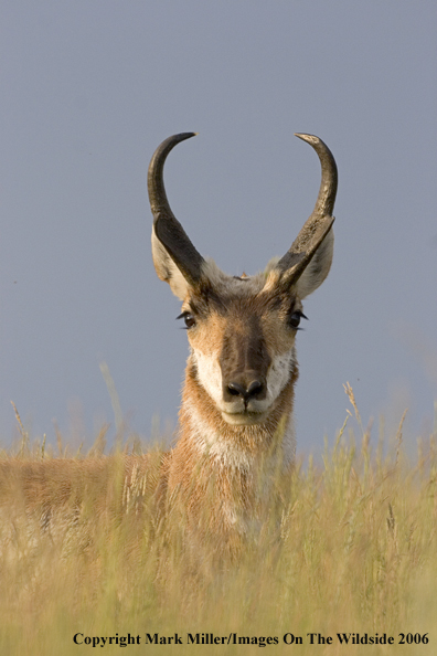 Pronghorn antelope in habitat.