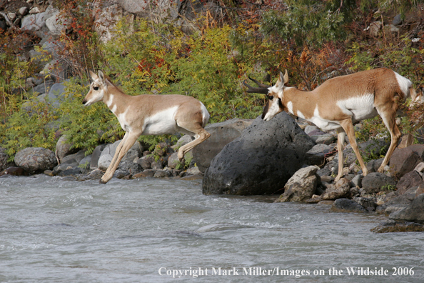 Pronghorn Antelope at water crossing