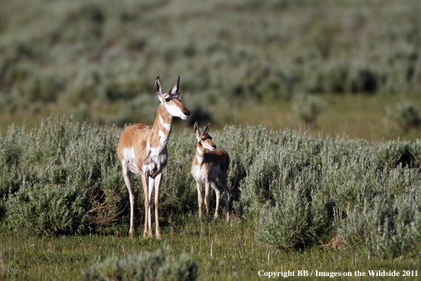 Pronghorn Antelope with fawn.  