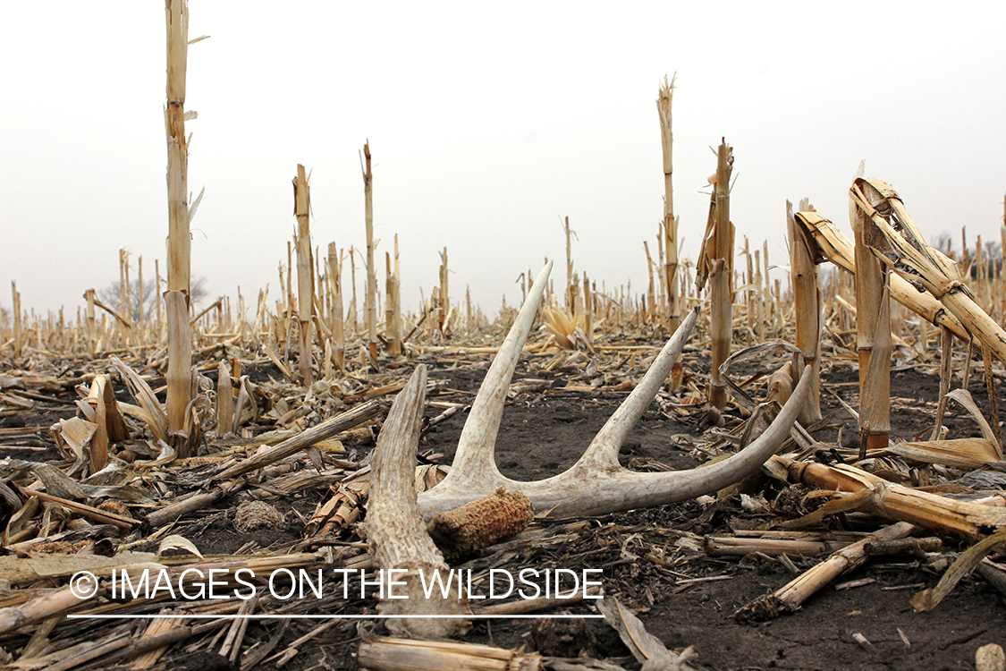 White-tailed deer shed in corn field.