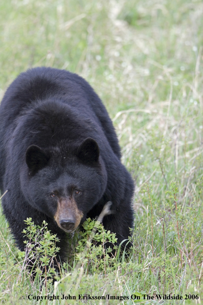 Black bear in habitat.