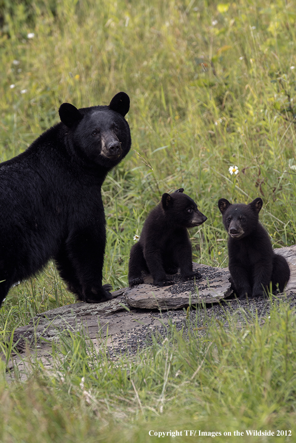 Black bear in field with cubs.