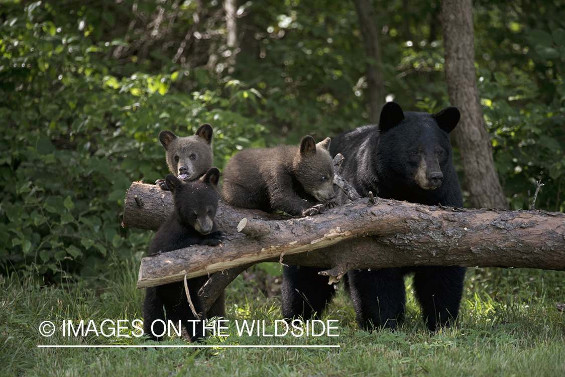 Black Bear sow with cubs in habitat.