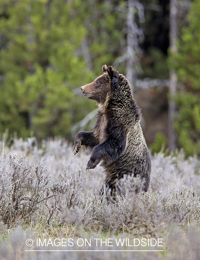 Grizzly Bear in habitat.