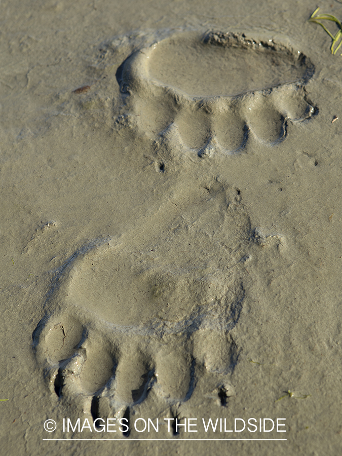 Grizzly bear paw prints in mud. 