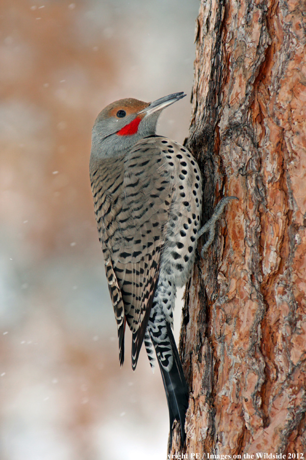 Northern Flicker. 