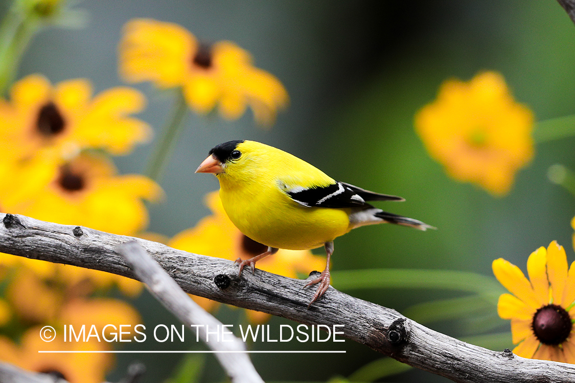 American Gold Finch on branch.