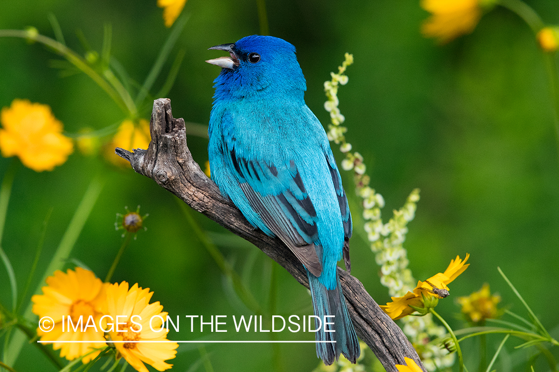 Indigo Bunting on branch.