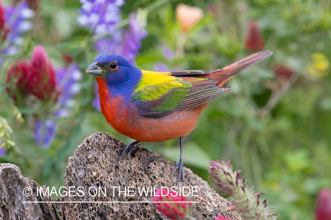 Painted bunting in habitat.