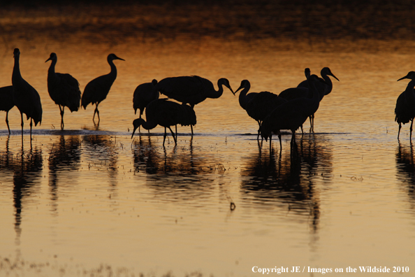 Sandhill cranes on the water.