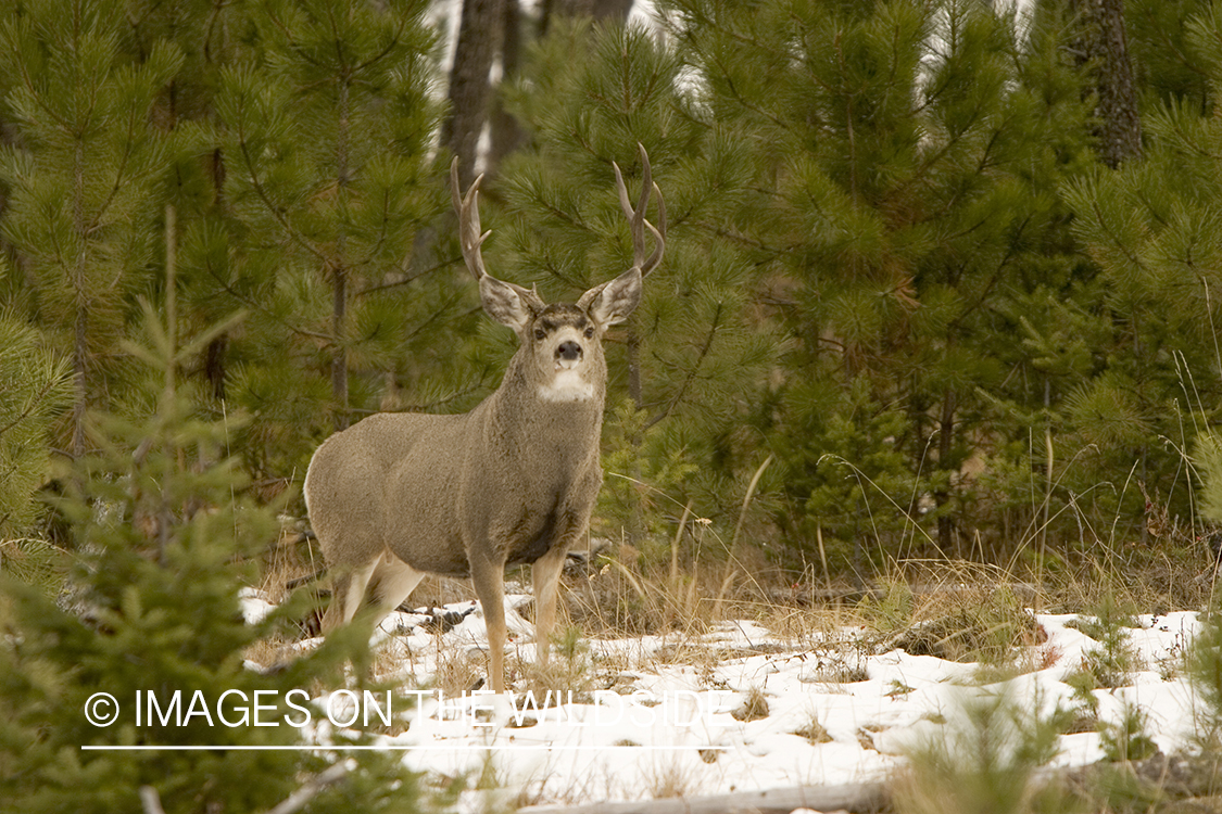 Mule deer buck in habitat.