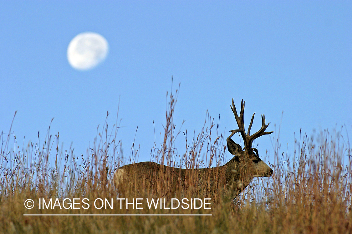 Mule deer buck in habitat. 