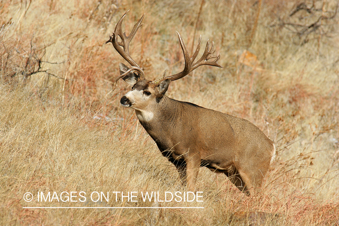 Mule deer buck in habitat. 