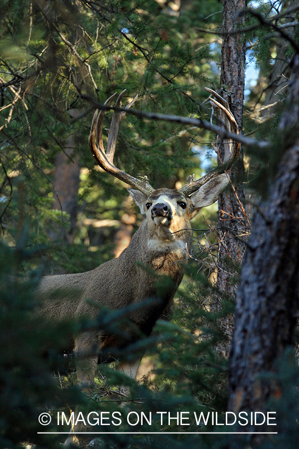 Mule deer buck in habitat. 