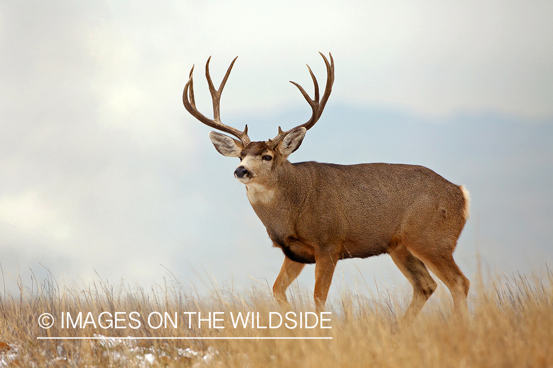 Mule deer buck in habitat.