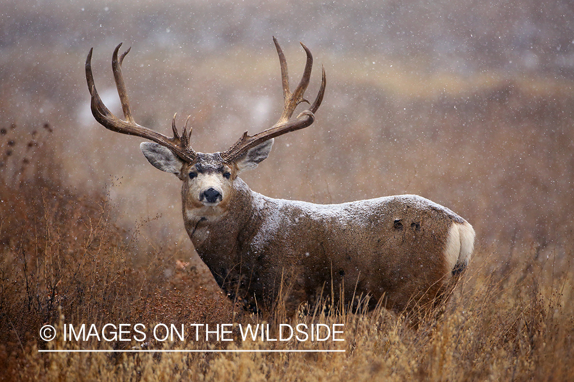 Mule deer buck in habitat. 