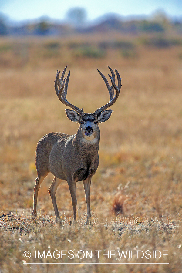 White-tailed buck in field in late fall.