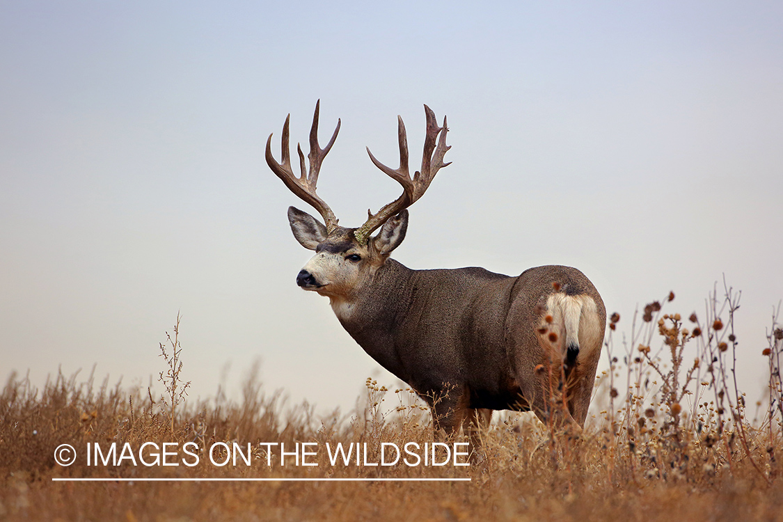 Mule deer buck in rut in field. 