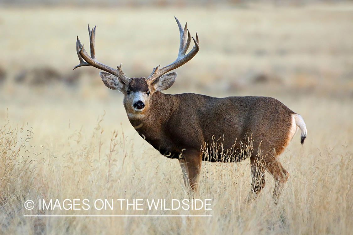 Mule deer buck in field.