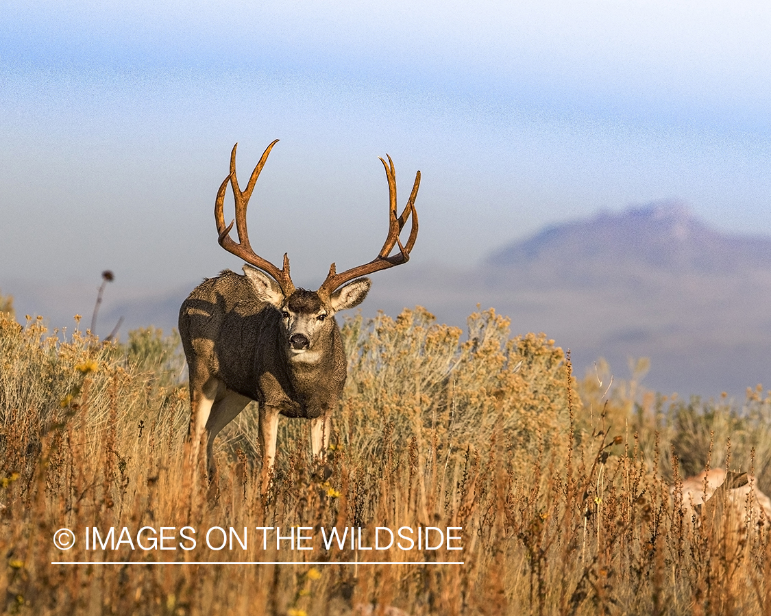 Mule deer buck in habitat.