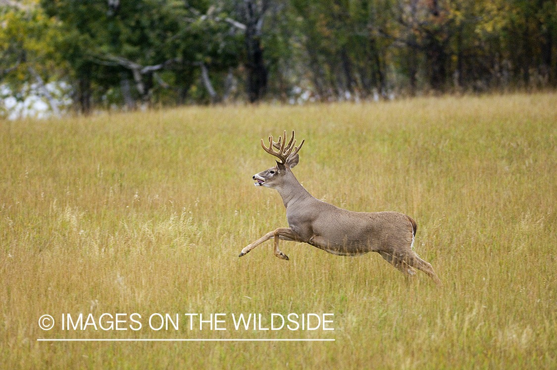 Whitetailed deer in habitat.