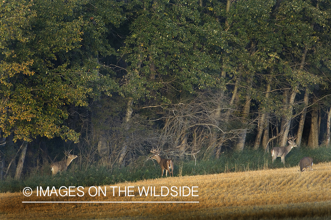 Whitetail Bucks in Rut