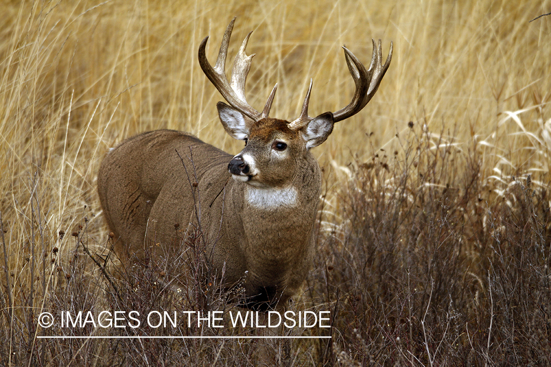 Whitetail Buck