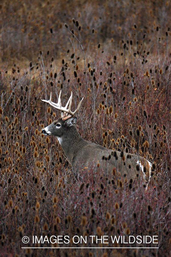 Whitetail Buck in Field