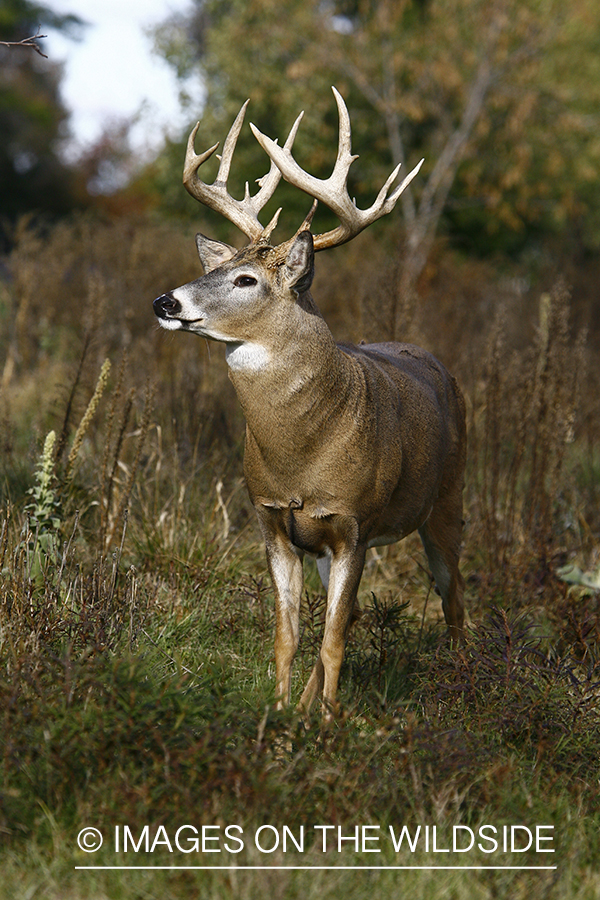 Whitetail buck in habitat