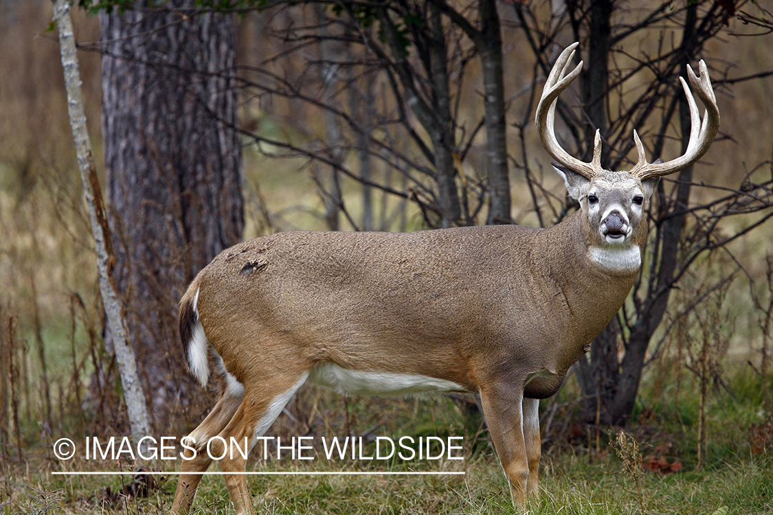 Whitetail buck in habitat