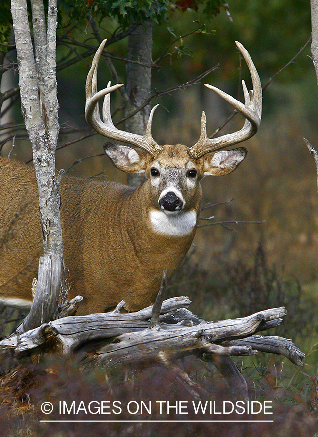 Whitetail buck in habitat