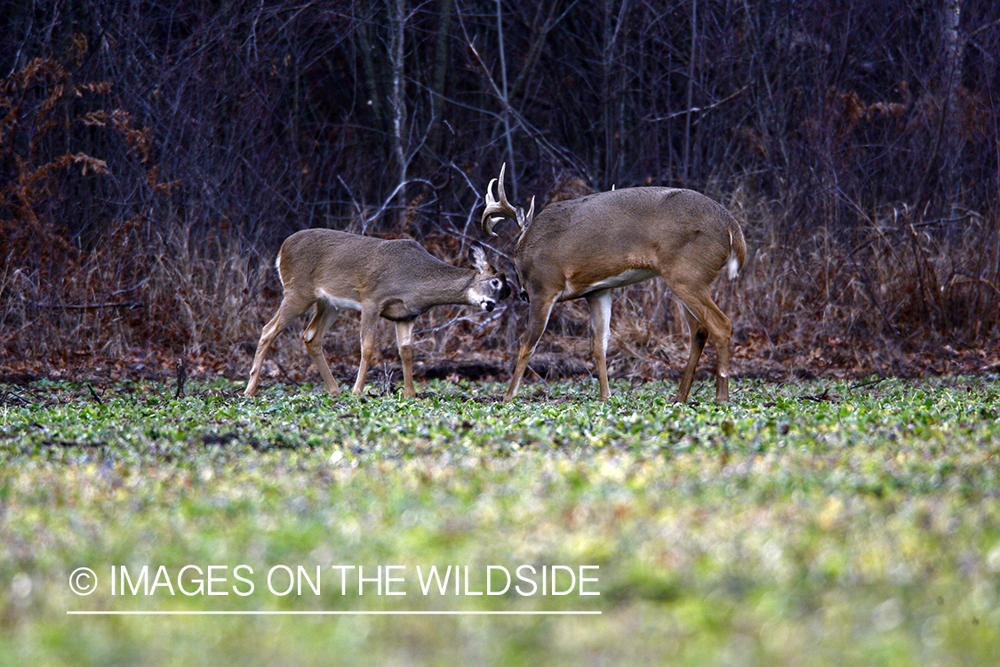 Whitetail bucks in green food plot.