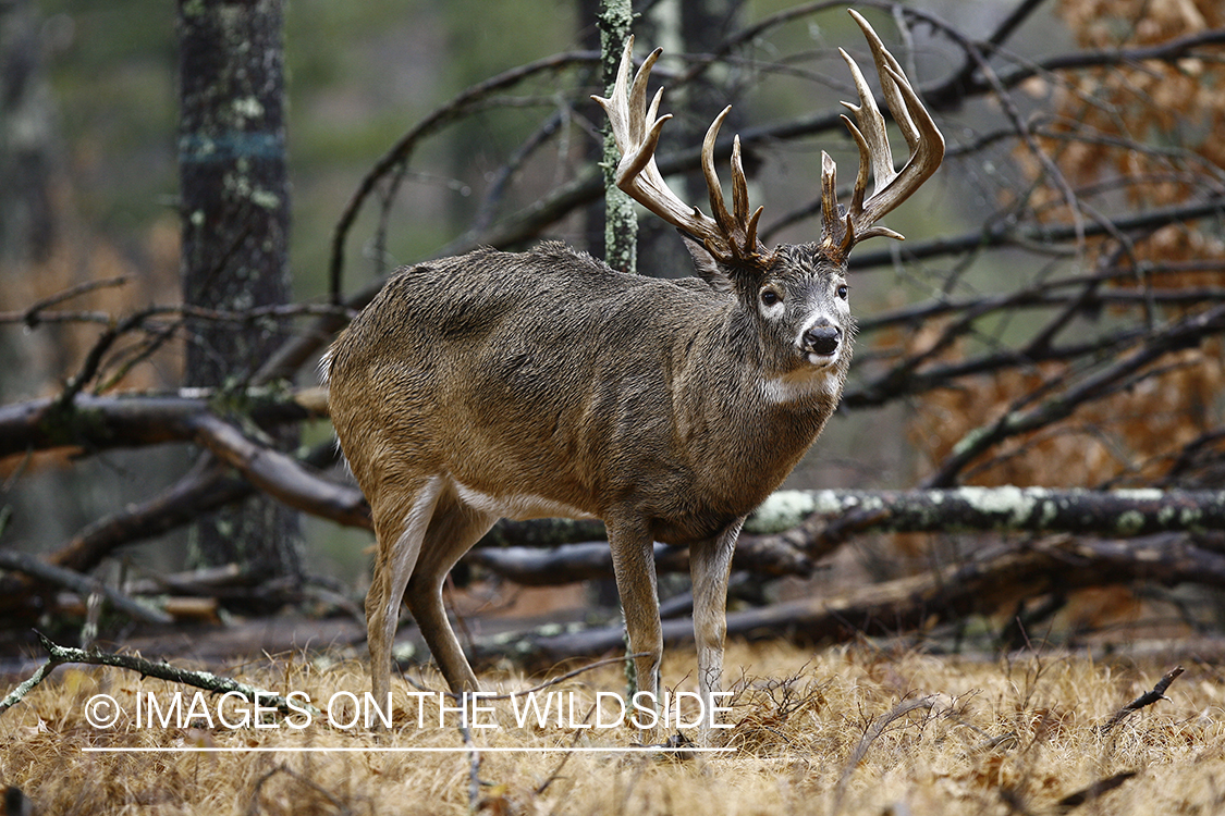 Whitetail buck in habitat.