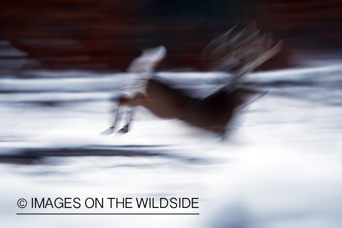 White-tailed buck in habitat.