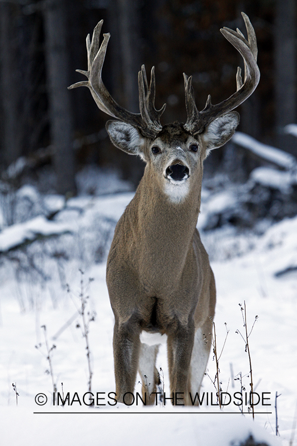 Whitetail in habitat