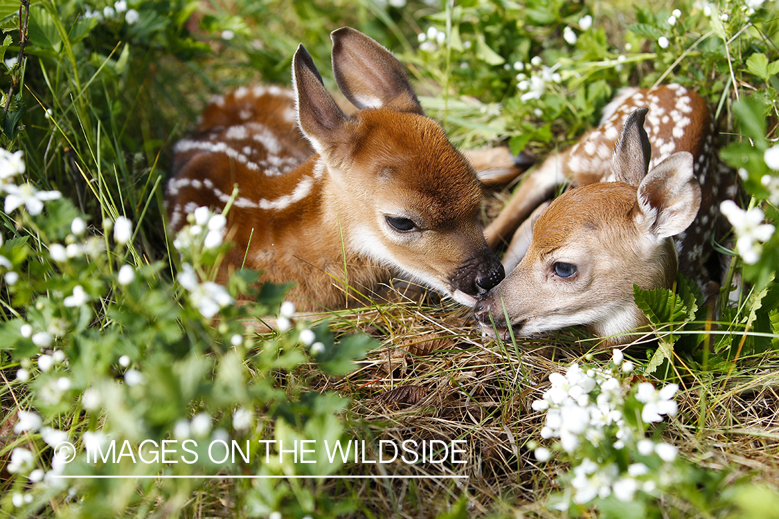 White-tailed Deer Fawns