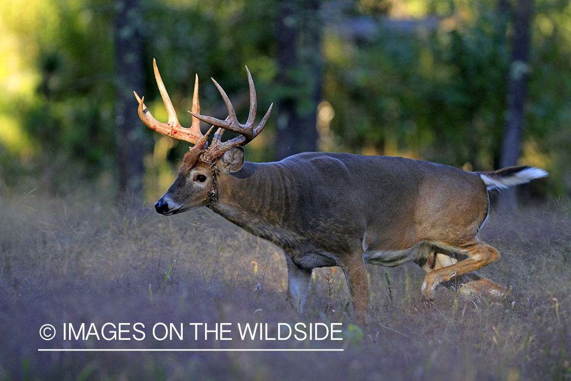 White-tailed buck in habitat