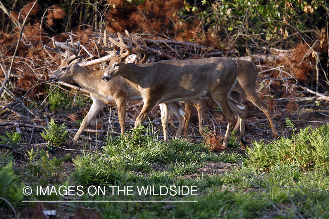 White-tailed bucks in velvet 