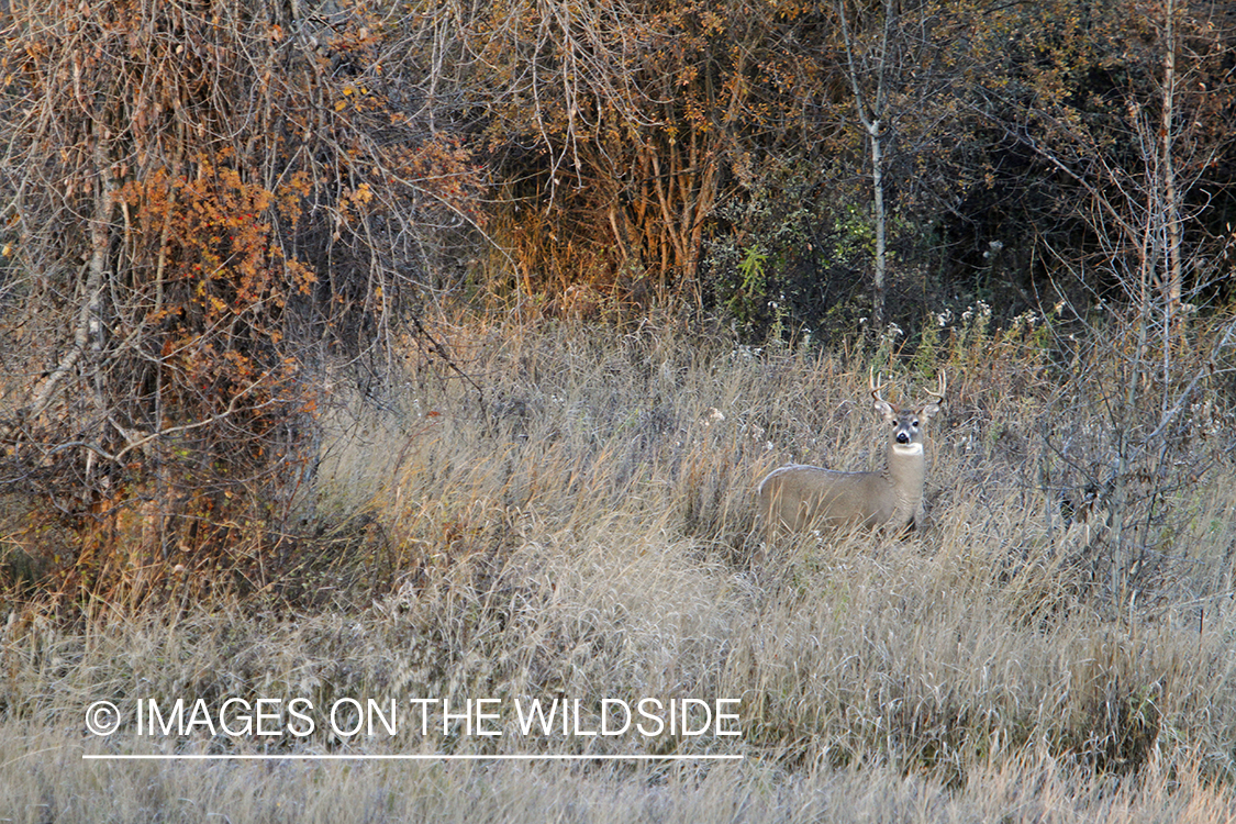 White-tailed buck in habitat. 